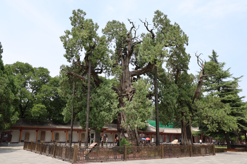 国外籍专家探秘黄帝陵：五千年古柏见证中华文明传承历史