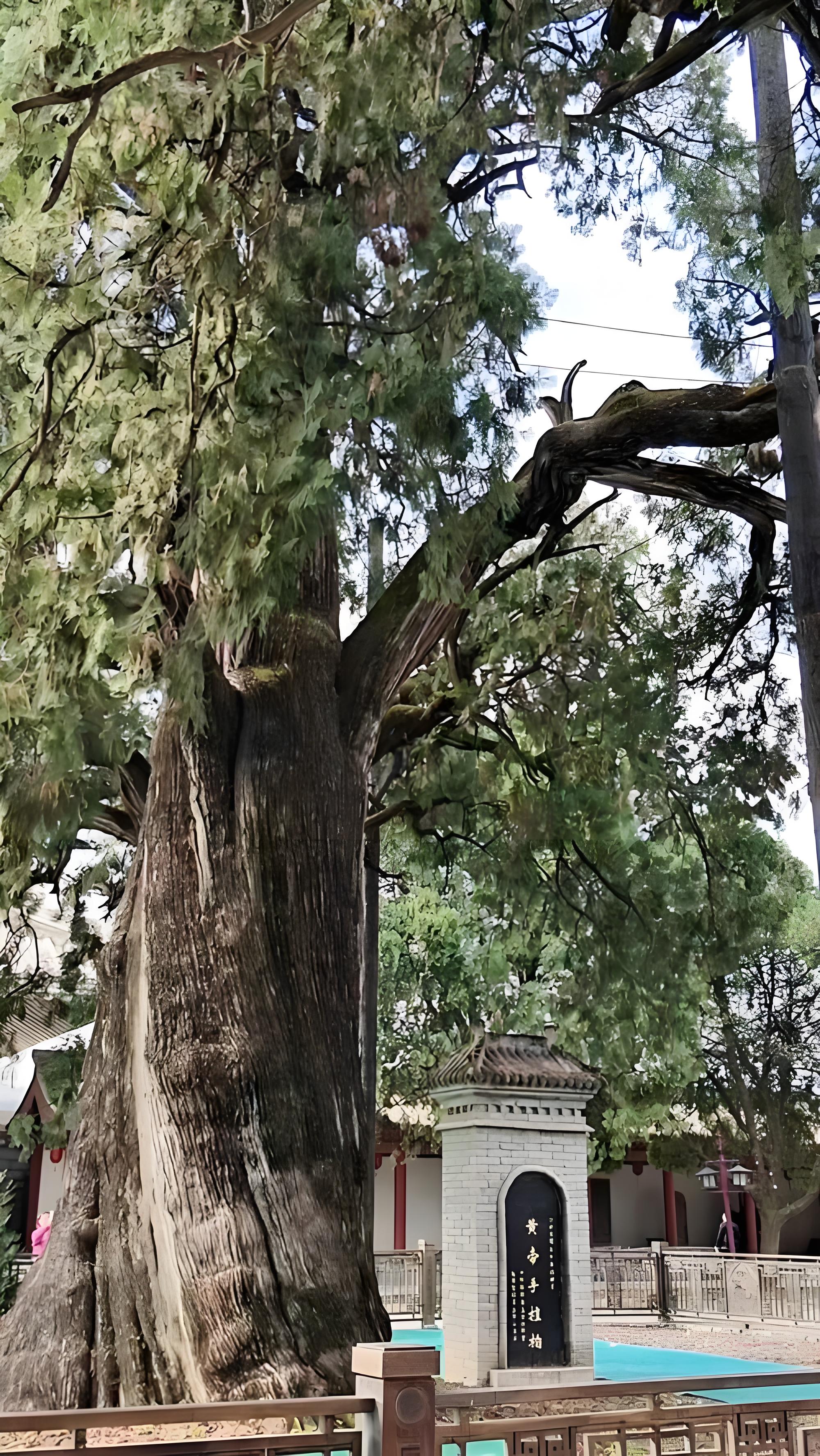 从黄土高原到齐鲁大地 黄帝手植柏子代苗木落户泰山岱庙