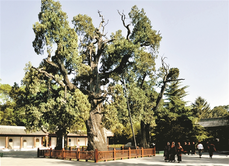 黄帝陵基金会：传承黄帝文化 凝聚中华民族智慧力量